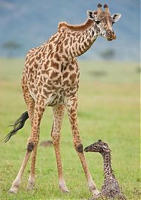 Fauna & Flora: first moments of a baby giraffe