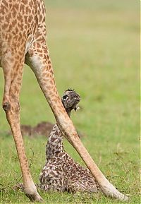 Fauna & Flora: first moments of a baby giraffe