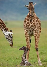 Fauna & Flora: first moments of a baby giraffe