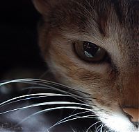Fauna & Flora: cat's eye