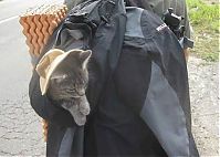 TopRq.com search results: guy traveling with a cat