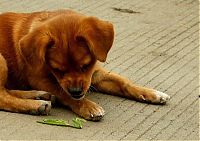 TopRq.com search results: dog plays with mantis