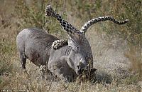 Fauna & Flora: leopard looses fight with pregnant warthog