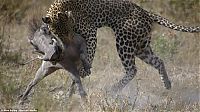 Fauna & Flora: leopard looses fight with pregnant warthog