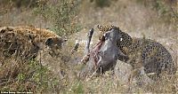 TopRq.com search results: leopard looses fight with pregnant warthog