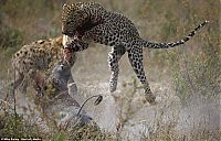 Fauna & Flora: leopard looses fight with pregnant warthog