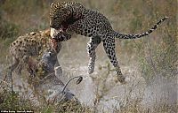 TopRq.com search results: leopard looses fight with pregnant warthog