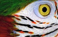 Fauna & Flora: eyes of animals