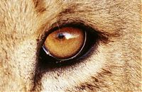 Fauna & Flora: eyes of animals
