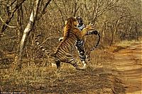 TopRq.com search results: tigers fight