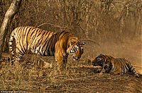 Fauna & Flora: tigers fight