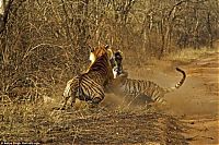 Fauna & Flora: tigers fight