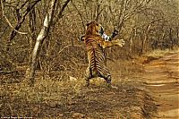 Fauna & Flora: tigers fight
