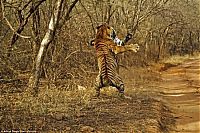 TopRq.com search results: tigers fight