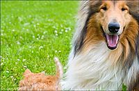 Fauna & Flora: dog and cat friends