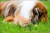 Fauna & Flora: dog and cat friends