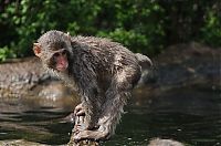 TopRq.com search results: monkey learns to swim