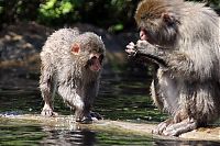 Fauna & Flora: monkey learns to swim