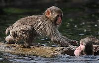 Fauna & Flora: monkey learns to swim