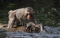 TopRq.com search results: monkey learns to swim