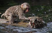 Fauna & Flora: monkey learns to swim