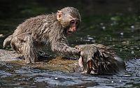 TopRq.com search results: monkey learns to swim