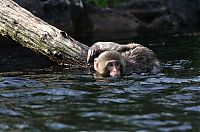 Fauna & Flora: monkey learns to swim