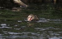 TopRq.com search results: monkey learns to swim