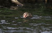 Fauna & Flora: monkey learns to swim