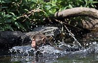 TopRq.com search results: monkey learns to swim