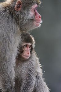 Fauna & Flora: monkey learns to swim