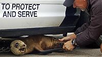 Fauna & Flora: baby seal hiding under a police car