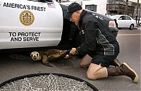Fauna & Flora: baby seal hiding under a police car