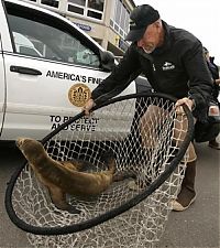 TopRq.com search results: baby seal hiding under a police car
