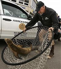 Fauna & Flora: baby seal hiding under a police car