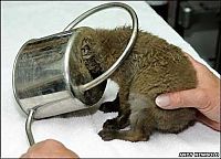 Fauna & Flora: small fox trapped in the watering can