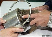 Fauna & Flora: small fox trapped in the watering can