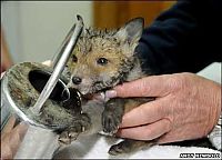 Fauna & Flora: small fox trapped in the watering can