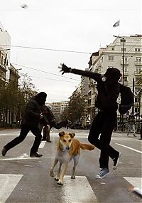 Fauna & Flora: Loukanikos, the riot dog