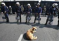 Fauna & Flora: Loukanikos, the riot dog