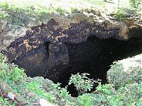 Fauna & Flora: Monfort Bat Cave, Somalia