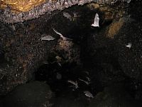 Fauna & Flora: Monfort Bat Cave, Somalia