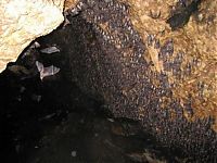 Fauna & Flora: Monfort Bat Cave, Somalia