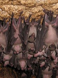 Fauna & Flora: Monfort Bat Cave, Somalia