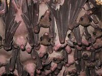 Fauna & Flora: Monfort Bat Cave, Somalia