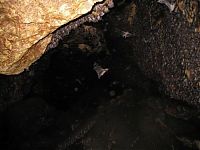 Fauna & Flora: Monfort Bat Cave, Somalia