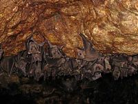 Fauna & Flora: Monfort Bat Cave, Somalia