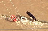 Fauna & Flora: dog being rescued by helicopter