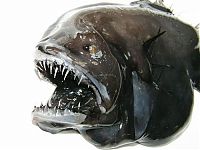 TopRq.com search results: Anglerfishes, deap sea fish