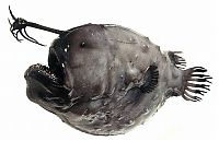 TopRq.com search results: Anglerfishes, deap sea fish